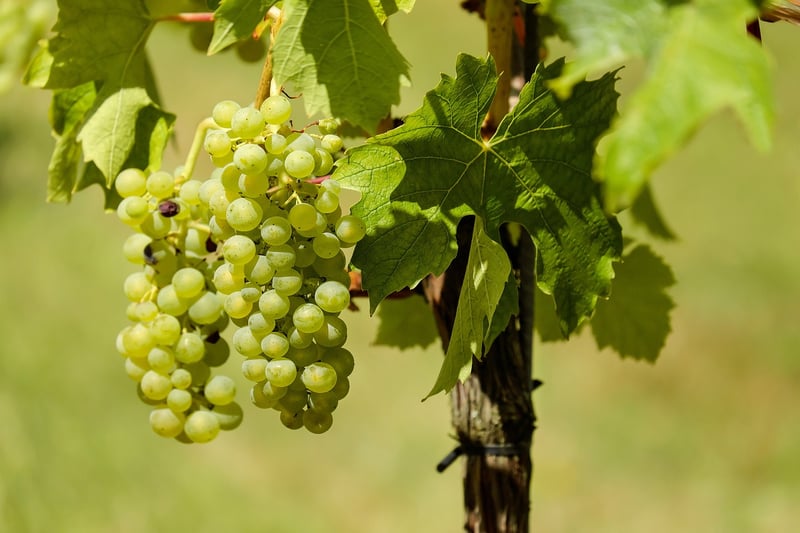 Vineyard Setting